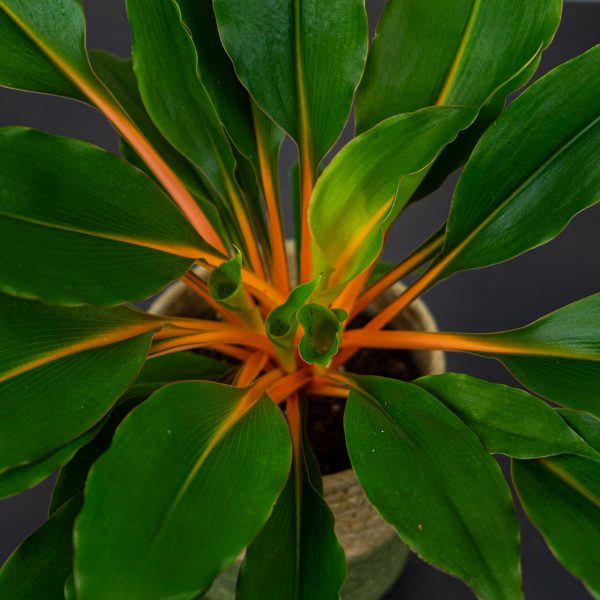 zielistka-green-orange