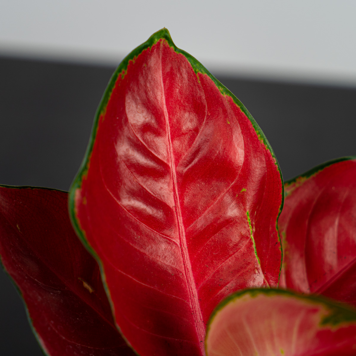 Aglaonema suksom jaipong - Sklep z roślinami Mała Szklarnia