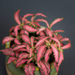 fittonia-mosaic-pink