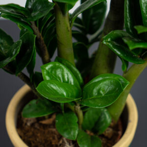 zamioculcas-zamiifolia-zenzi