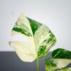 monstera-deliciosa-variegata