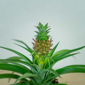 ananas-champaca