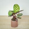calathea-roseopicta-cora