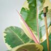 fikus-elastica-tineke-ficus