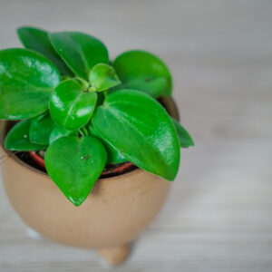 peperomia-pixie-baby