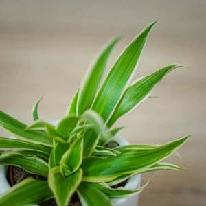 zielistka-ocean-baby-chlorophytum-comosum