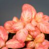 fittonia-pink-special