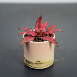 skrytokwiat-red-star-cryptanthus-bivittatus