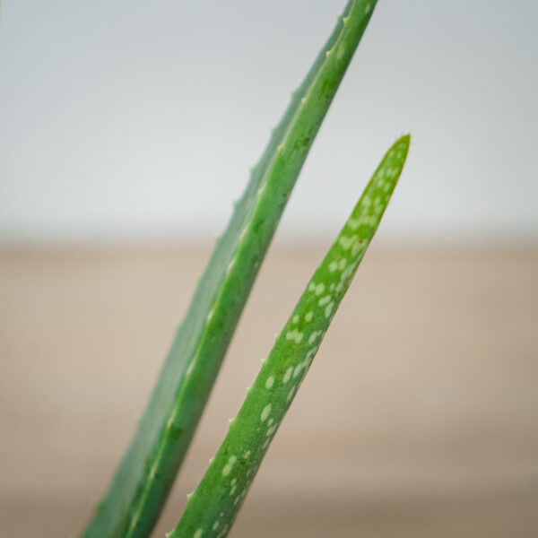 aloes-zwyczajny-aloe-vera