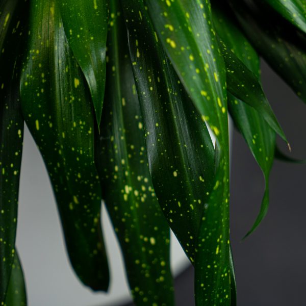 dravieria-fireflies-green-gigant