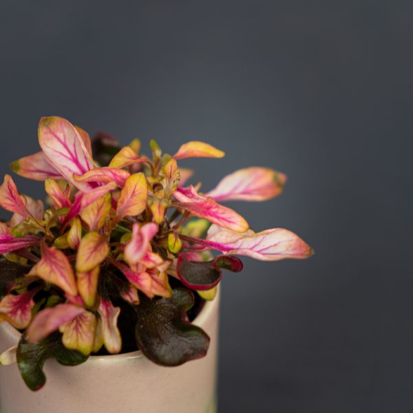 alternanthera-ficoidea-pink-baby alternanthera-ficoidea-pink-baby