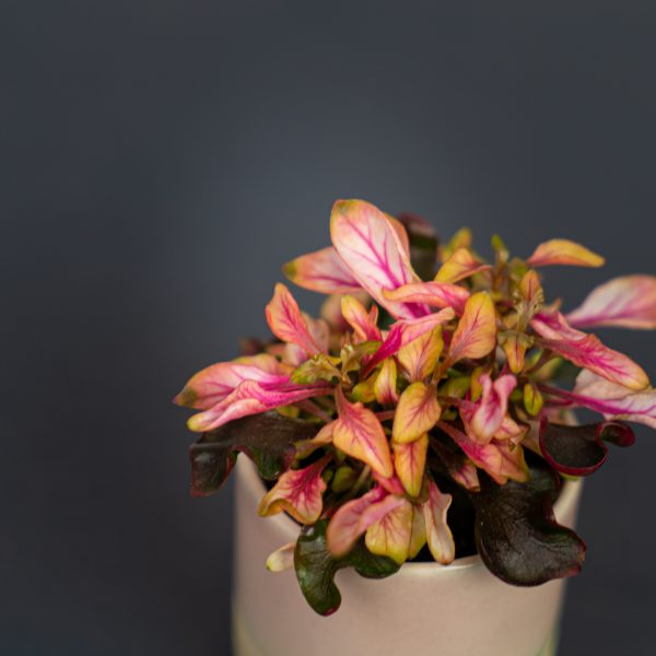 alternanthera-ficoidea-pink-baby alternanthera-ficoidea-pink-baby