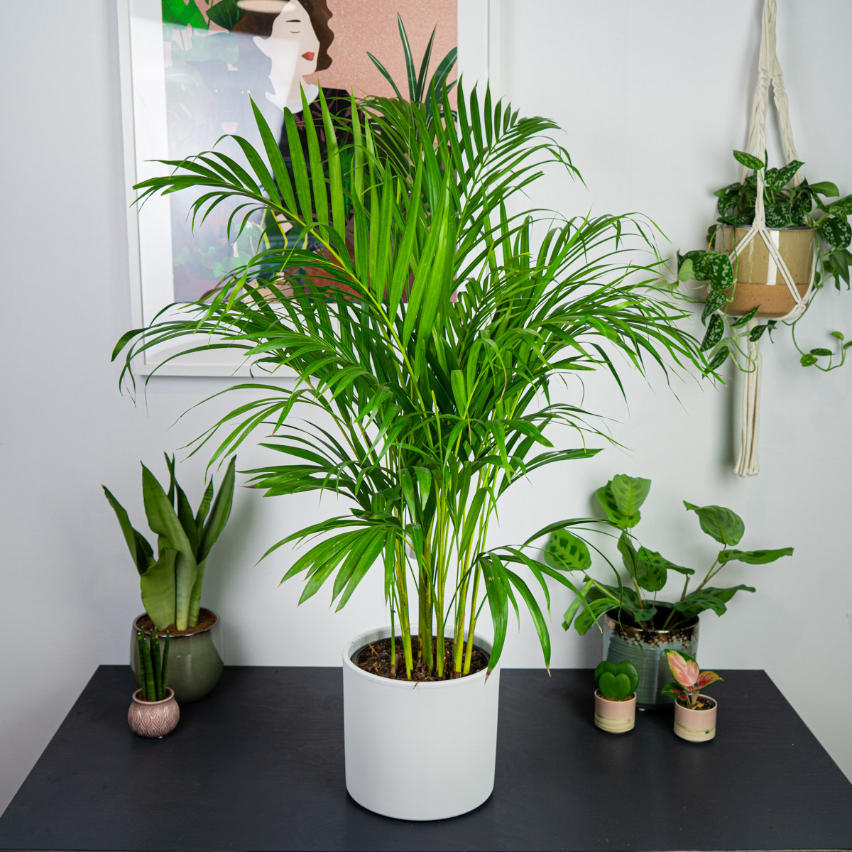 Areka palma (dypsis lutescens) gigant - Sklep z roślinami Mała Szklarnia