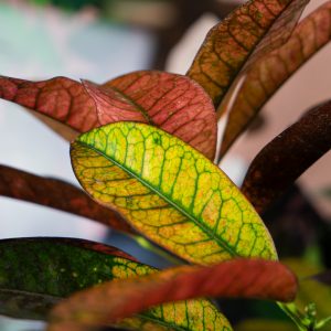 kroton-mrs-iceton-gigant-codieaum