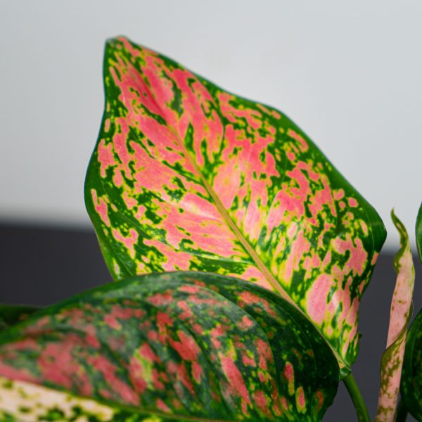 aglaonema-spotted-star