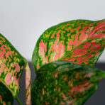 aglaonema-spotted-star