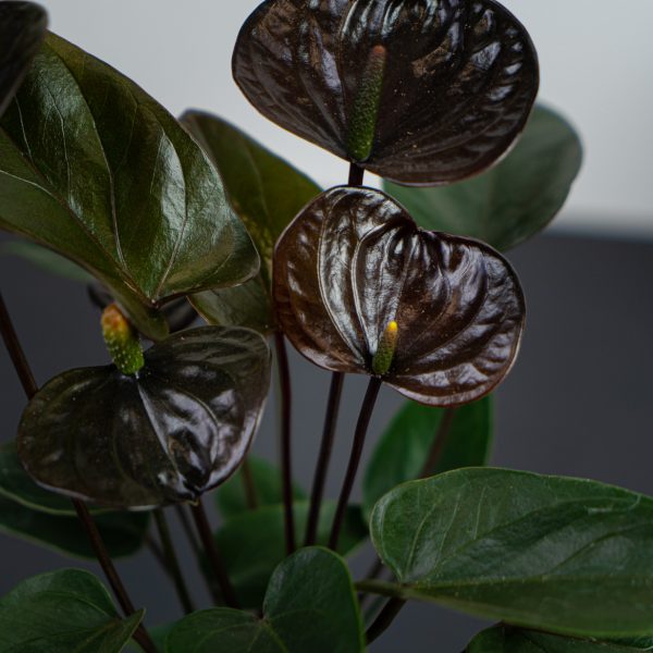 Zestaw: Anthurium black love w osłonce