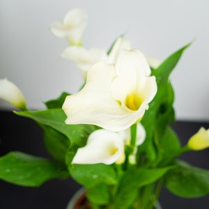 Zantedeschia siberia white (kalla)