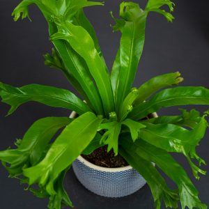 paproc-zanokcica-asplenium-crissie