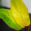 philodendron-medisa-painted-lady
