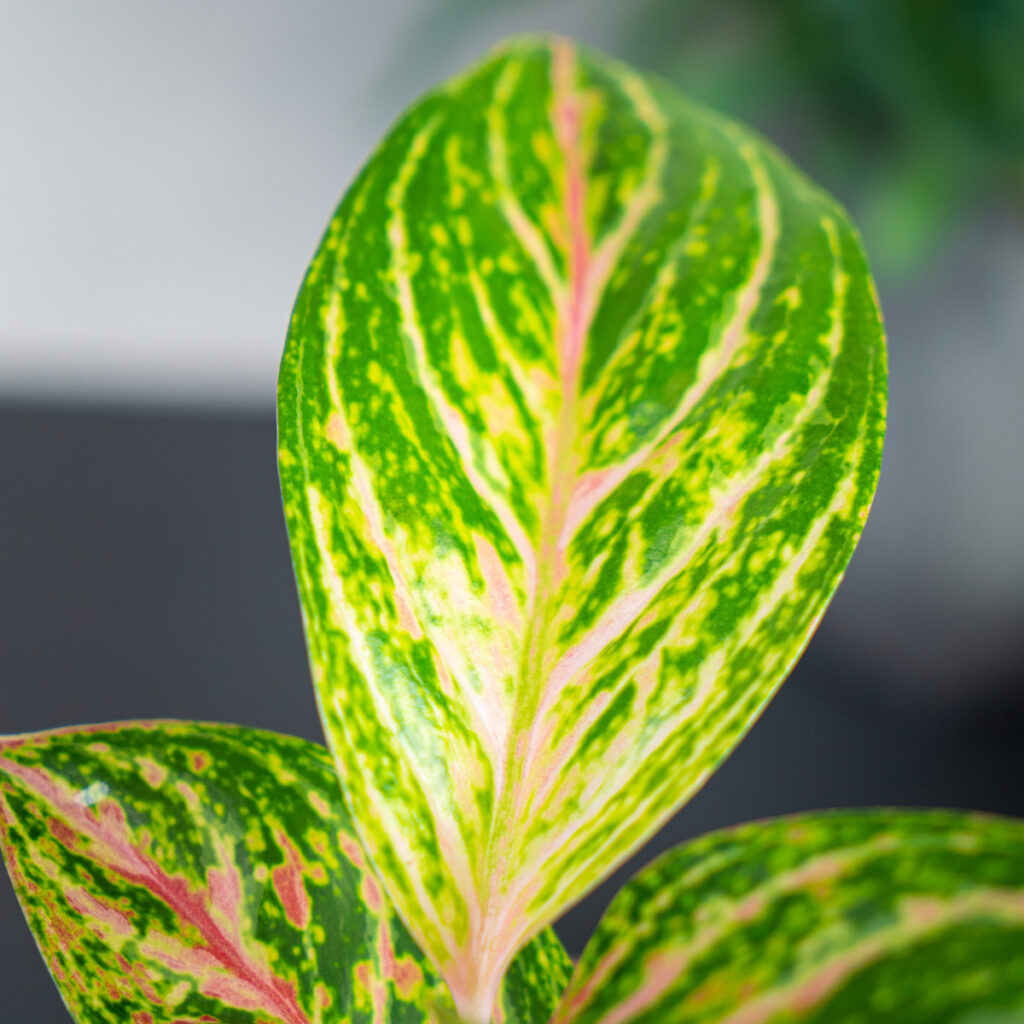 Aglaonema red ruby - Mała Szklarnia