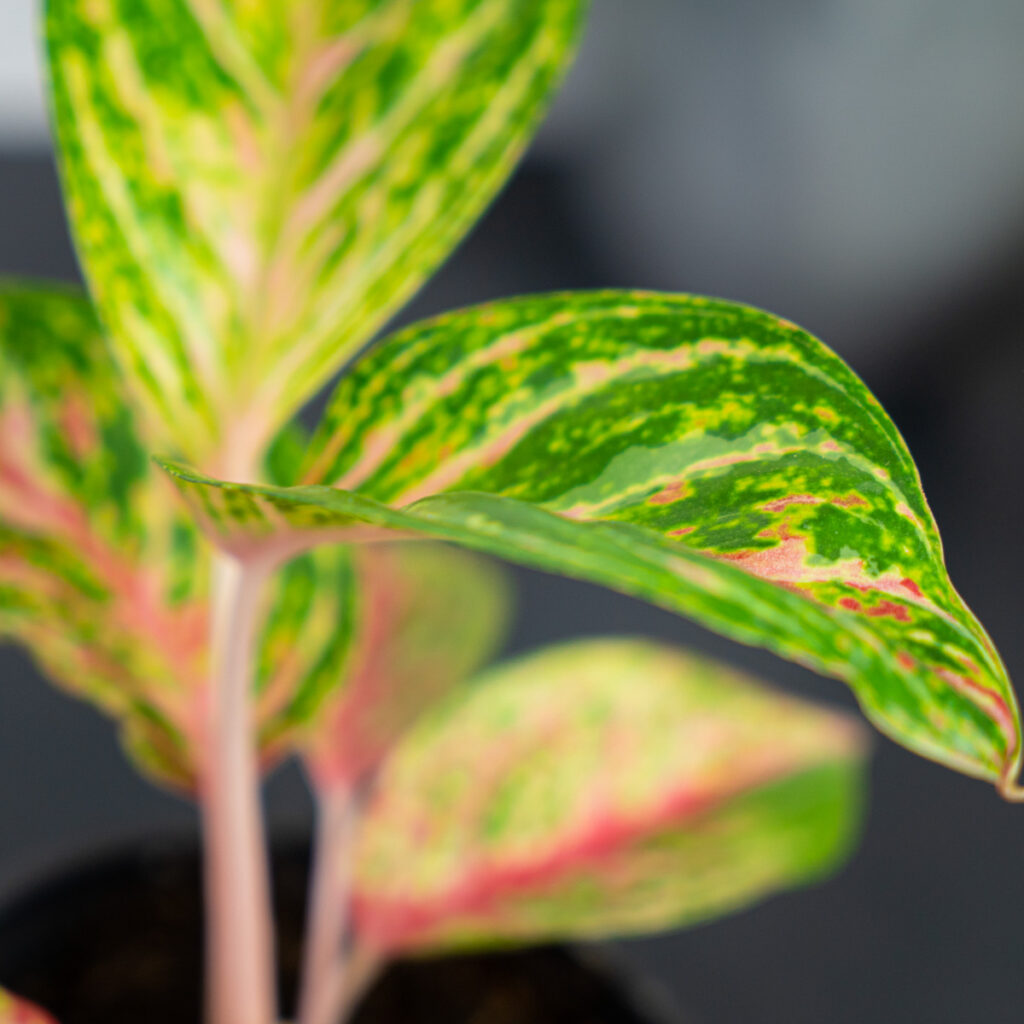 Aglaonema Red Ruby Mała Szklarnia