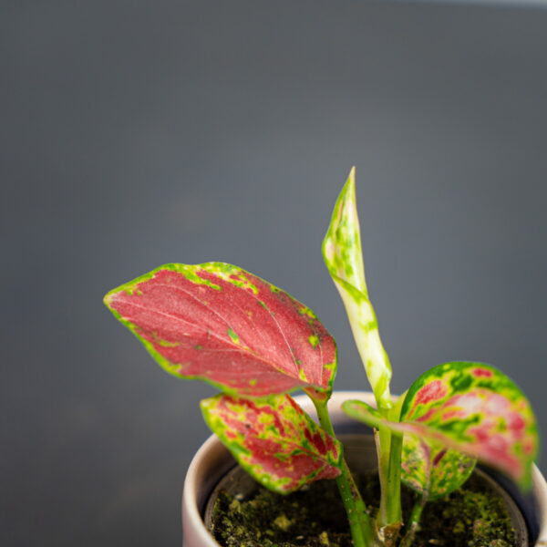 aglaonema-red-beauty-baby