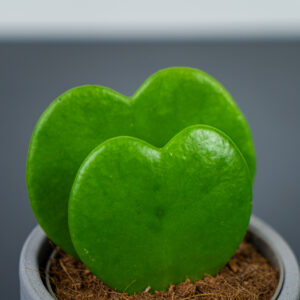 Dwa zielone liście w kształcie serca.