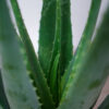 aloes-zwyczajny-aloe-vera