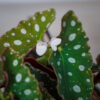 begonia-maculata-silver-spot