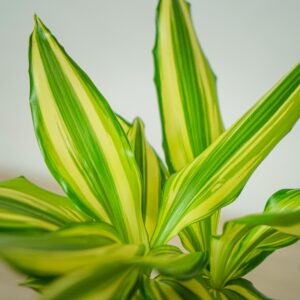 dracena-fragrans-yellow-coast-dracaena