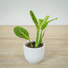 maranta-lemon-lime-baby