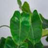 philodendron-burle-marx