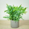 phlebodium-blue-star