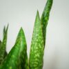 sansevieria-aubrytiana-dragon
