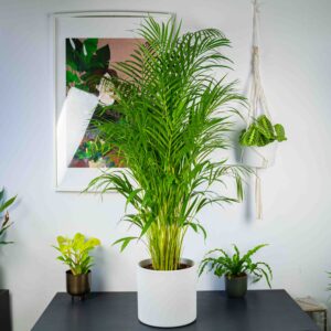 dypsis-lutescens-гигант