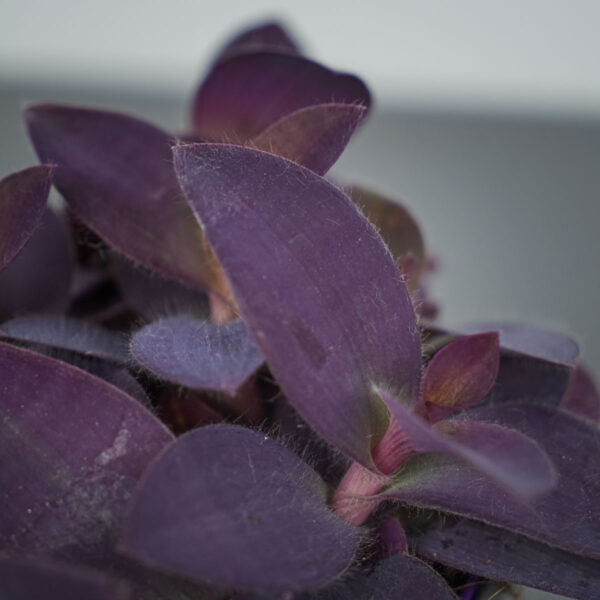 trzykrotka-fioletowe-serce-tradescantia-pallida-purpurea