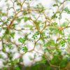 perelkowiec-drobnolistny-sophora-little-baby