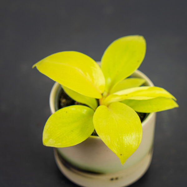 philodendron-lemon-lime-baby