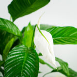 skrzydlokwiat-sweet-lauretta-spathiphyllum