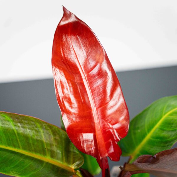 philodendron-red-king