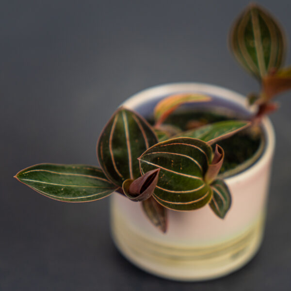 storczyk-ludisia-discolor-baby-jewel-orchid