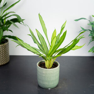 aglaonema-white-lance