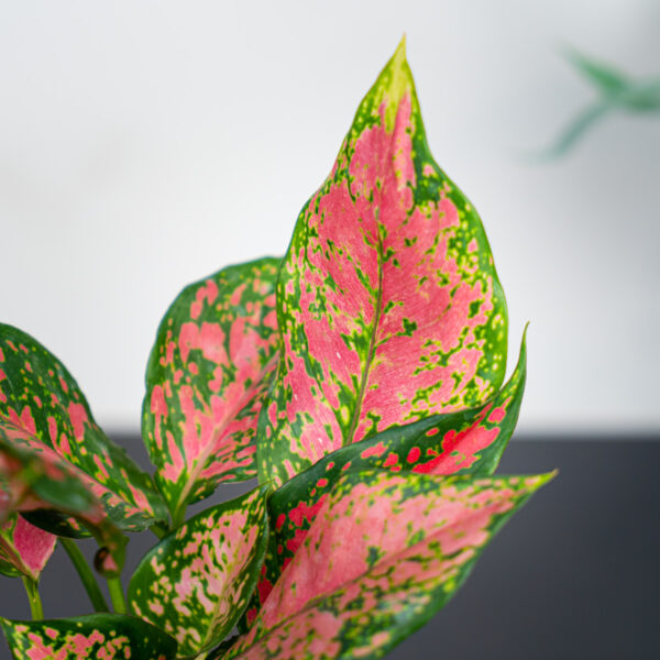aglaonema-anyamanee-red