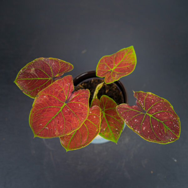 caladium-new-wave