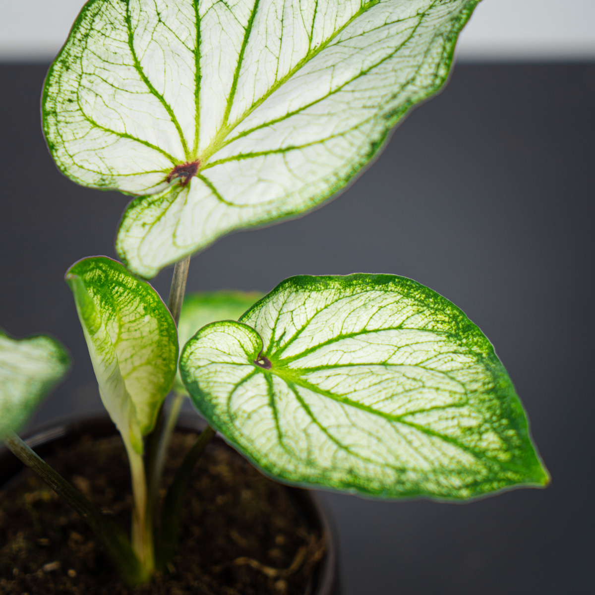 Caladium white wonder - Sklep z roślinami Mała Szklarnia