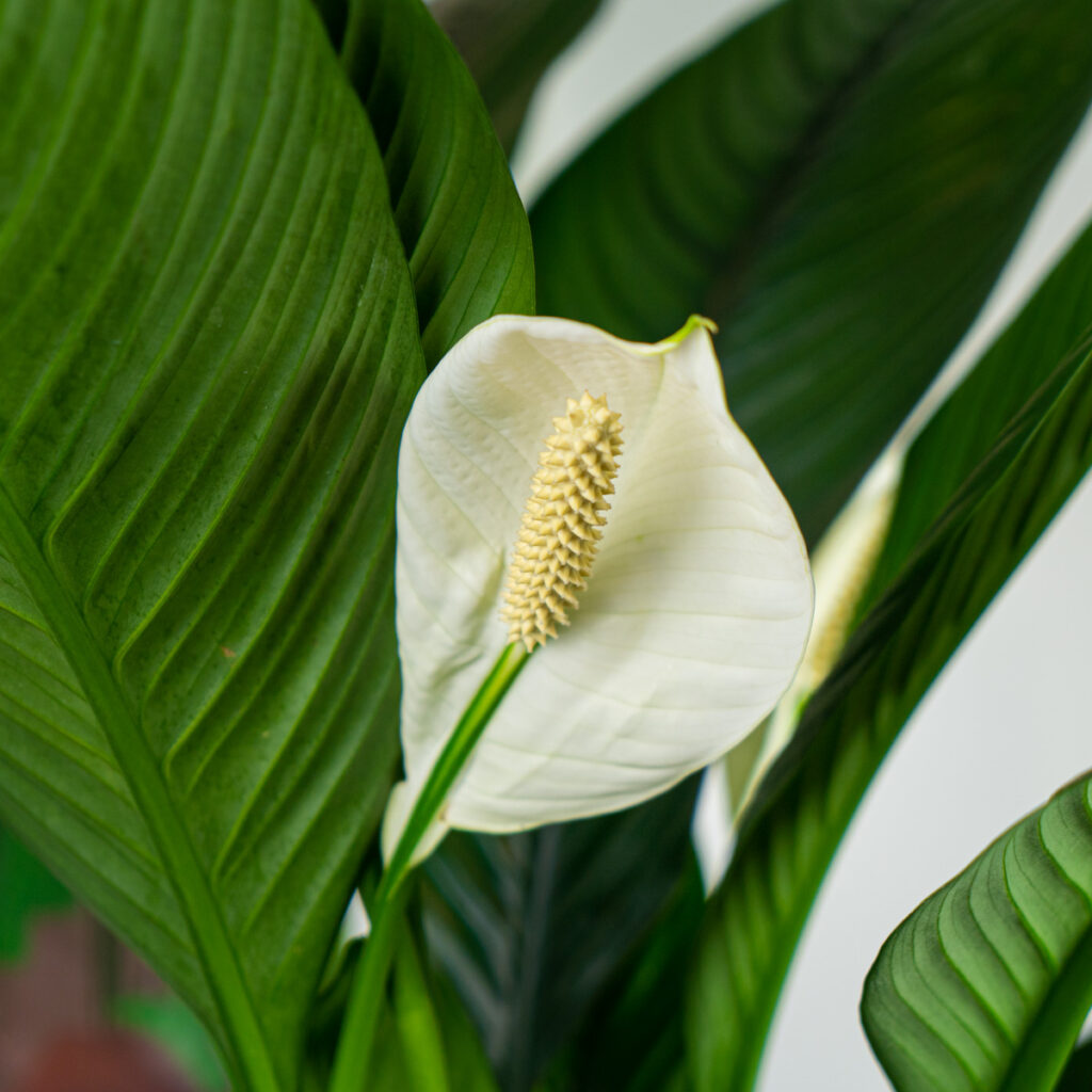 skrzyd-okwiat-sensation-spathiphyllum-sklep-z-ro-linami-ma-a