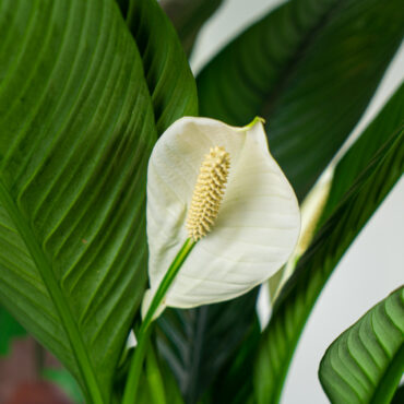 Filodendron - Uprawa, Pielęgnacja, Stanowisko, Odmiany - Poradnik