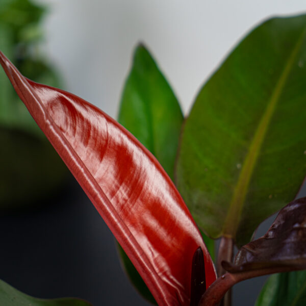 philodendron-red-king