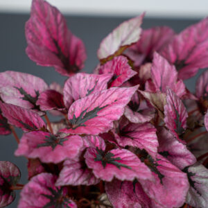 begonia-beleaf-indian-summer